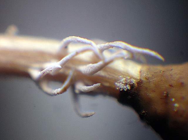 Una  misteriosa  Cordyceps